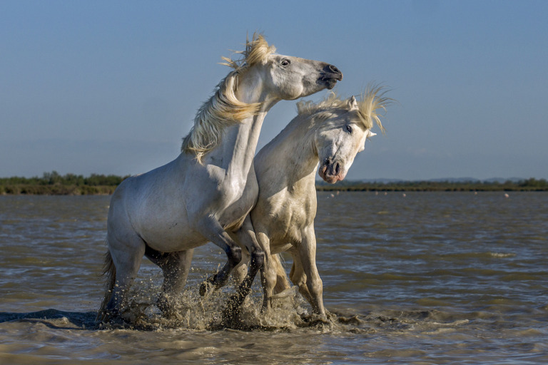 Eric Causse - Eric CAUSSE Horses 5